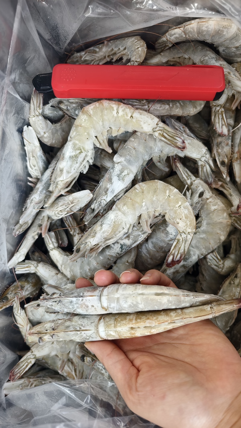 开背虾/各规格/厂家直销