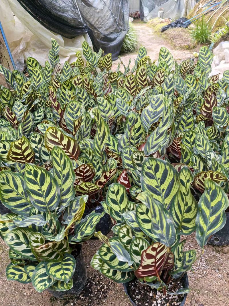 孔雀竹芋