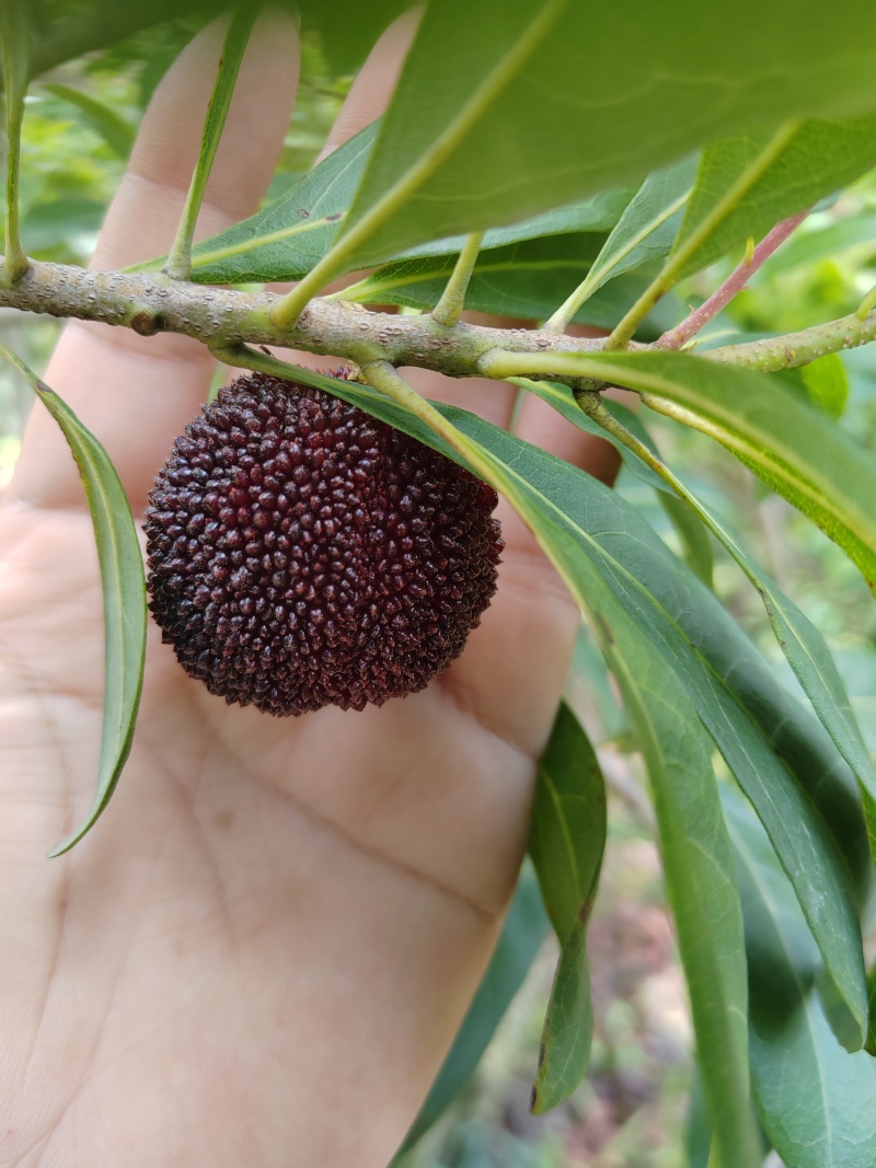 仙居东魁杨梅
