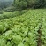 五月青青菜