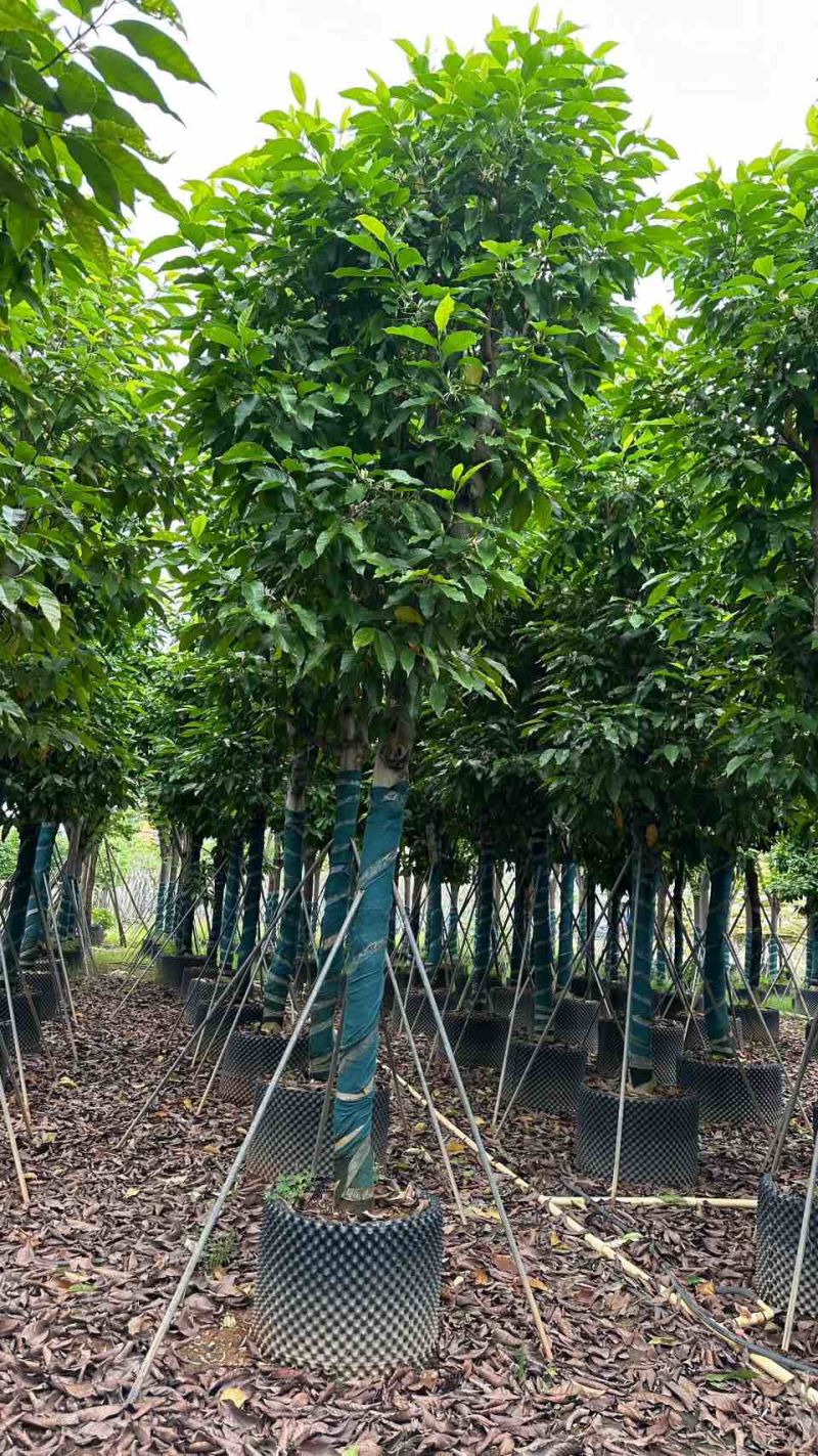 白玉兰5-25分，截杠，骨架，全冠，基地直销，一手货源