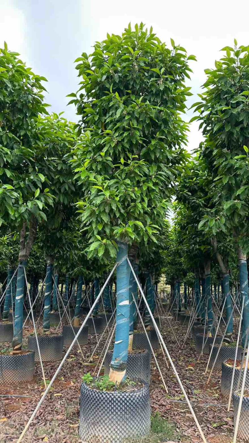 白玉兰5-25分，截杠，骨架，全冠，基地直销，一手货源