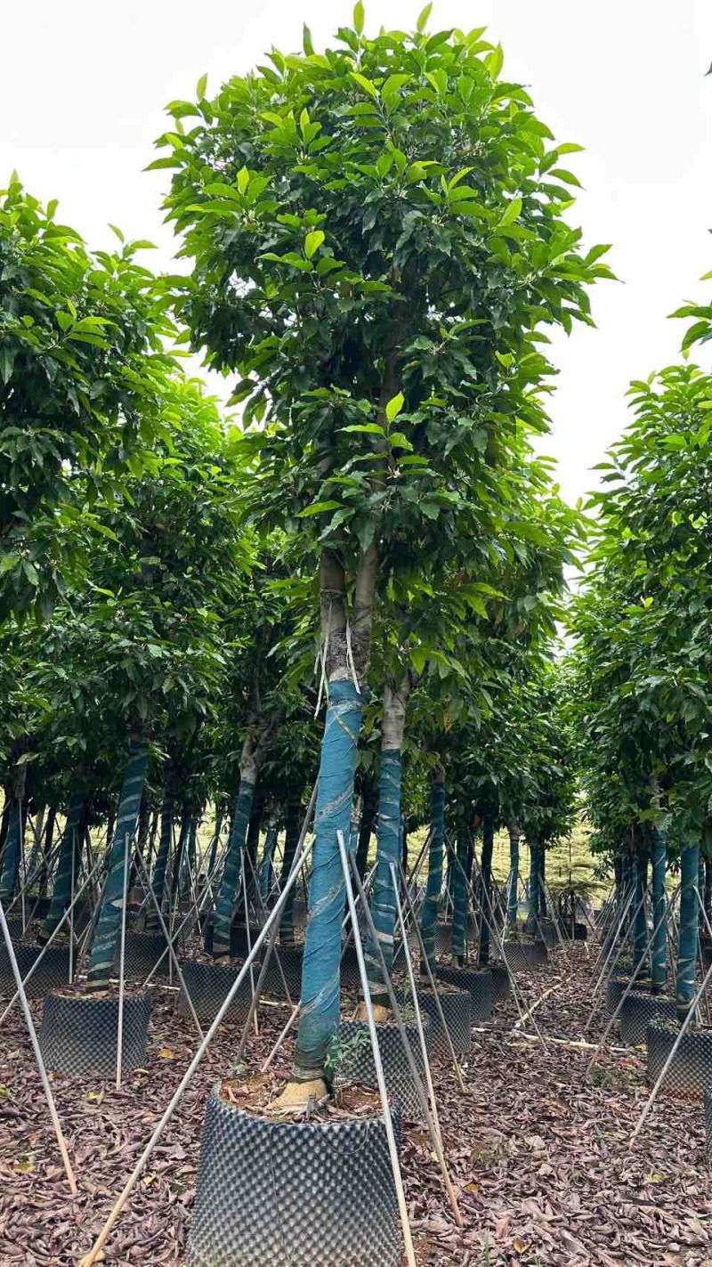 白玉兰5-25分，截杠，骨架，全冠，基地直销，一手货源