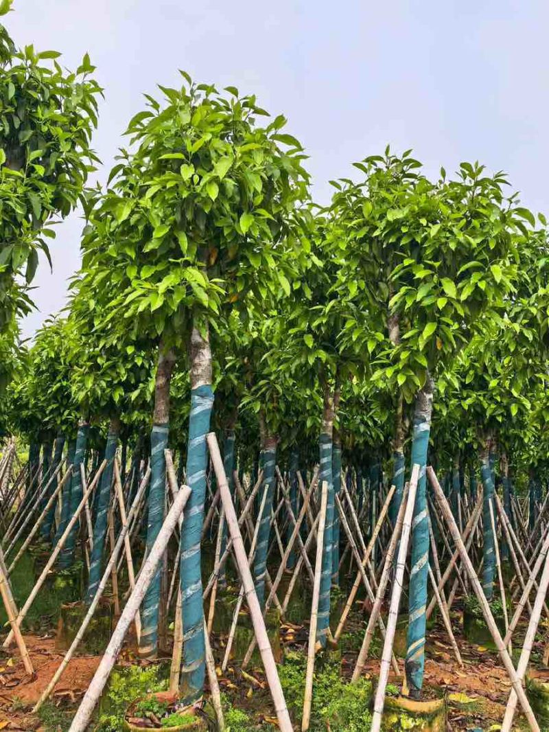 白玉兰骨架8-15分，基地直销，一手货源，大量低价出售