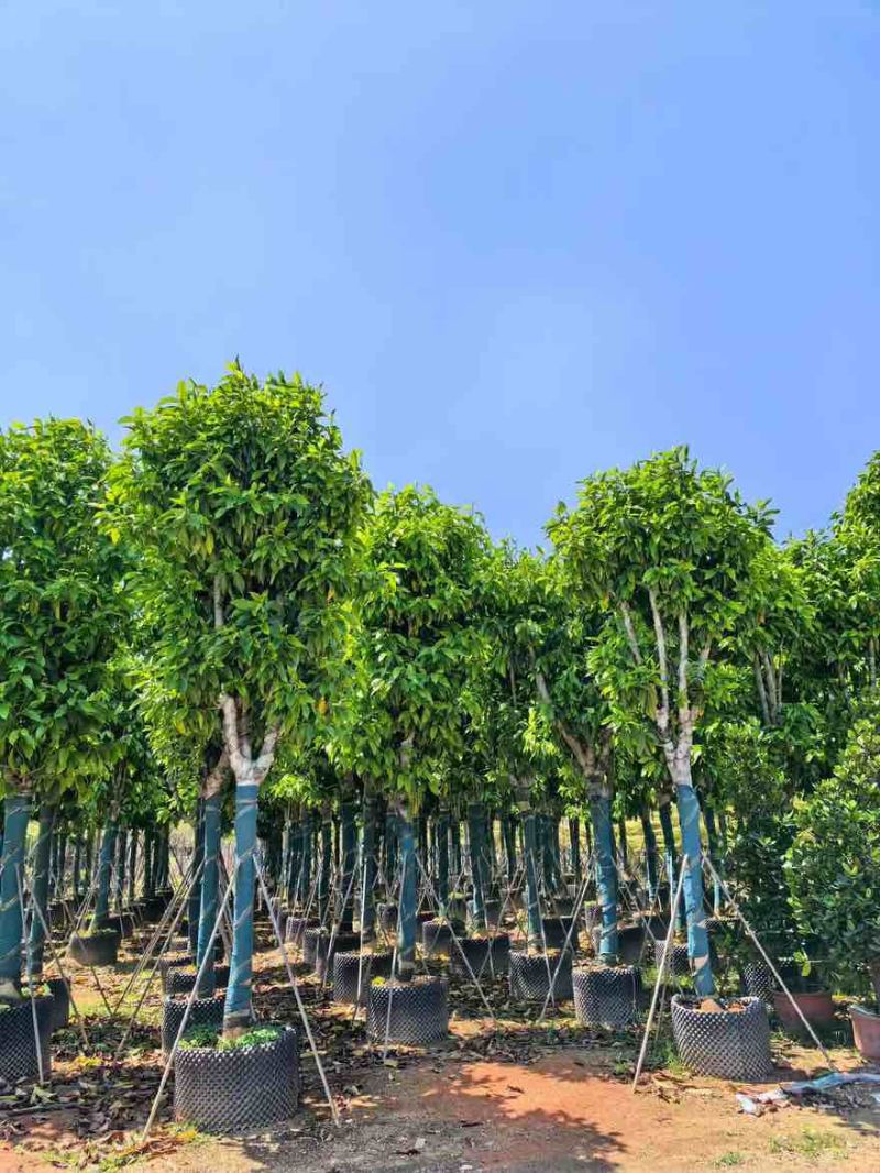 白玉兰骨架8-15分，基地直销，一手货源，大量低价出售