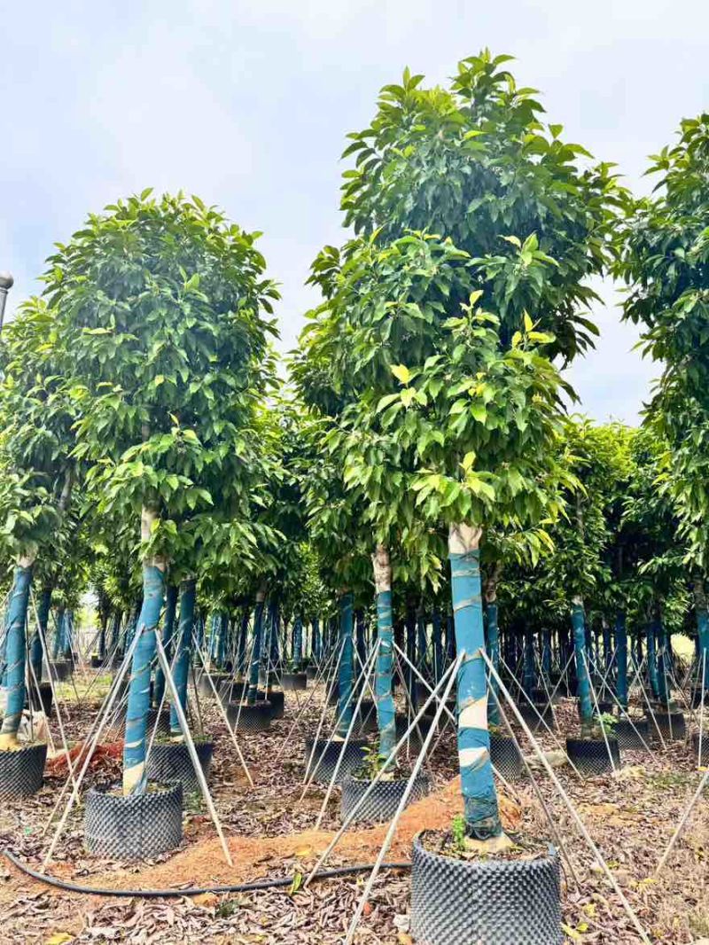 白玉兰骨架8-15分，基地直销，一手货源，大量低价出售