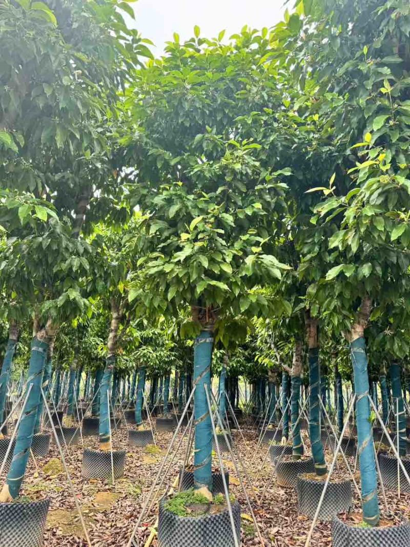 白玉兰骨架8-15分，基地直销，一手货源，大量低价出售