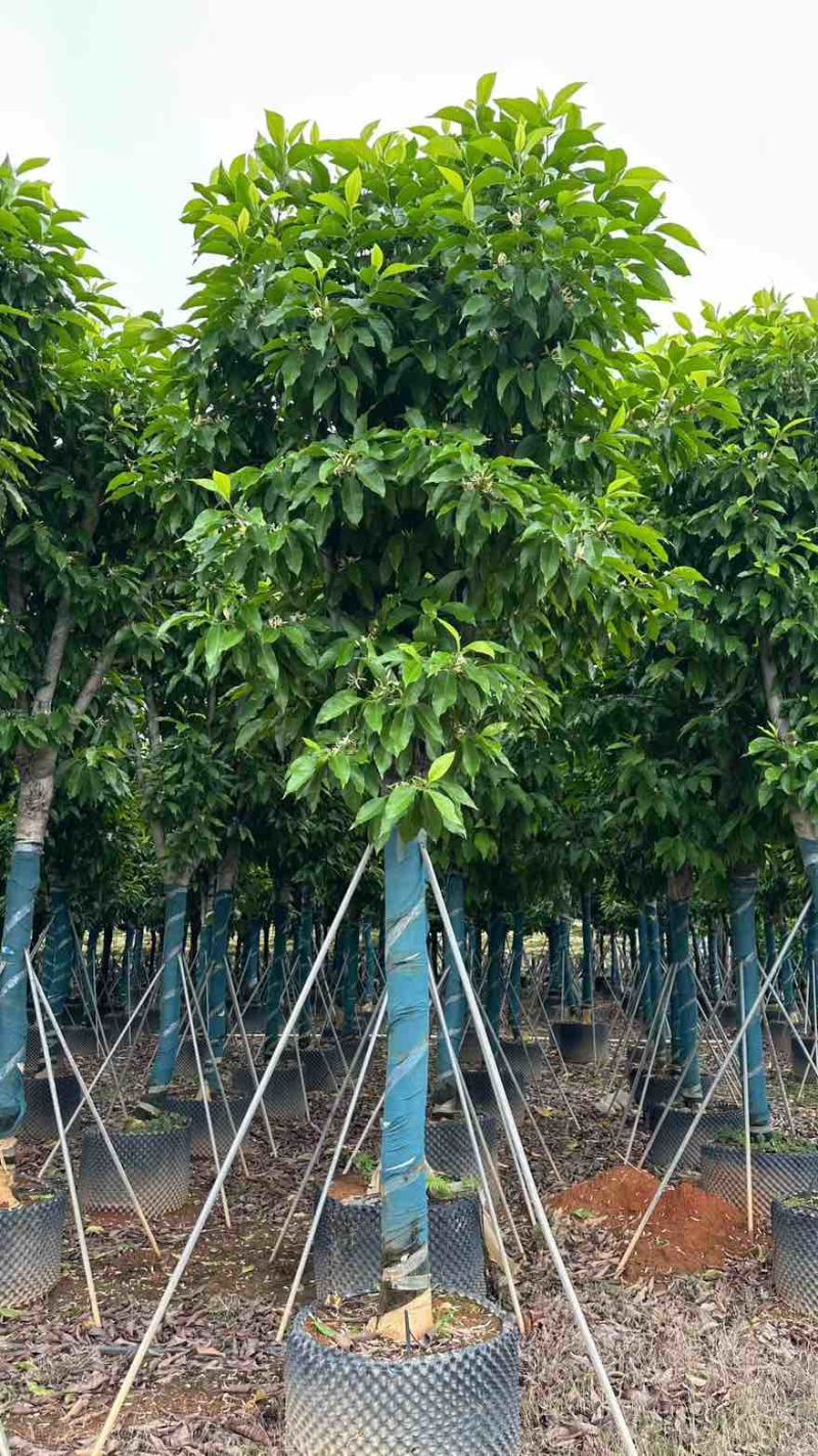 白玉兰骨架8-15分，基地直销，一手货源，大量低价出售