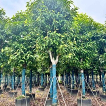 白玉兰骨架8-15分，基地直销，一手货源，大量低价出售