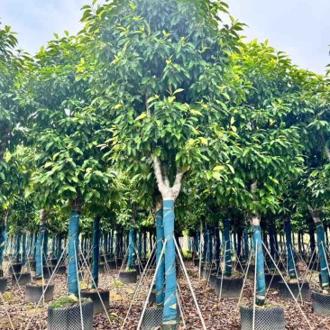 白玉兰骨架8-15分，基地直销，一手货源，大量低价出售