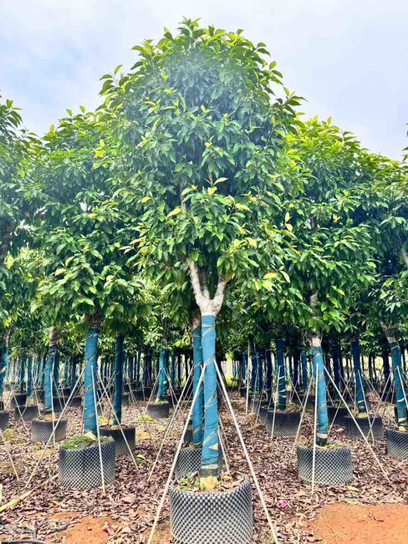 白玉兰骨架8-15分，基地直销，一手货源，大量低价出售
