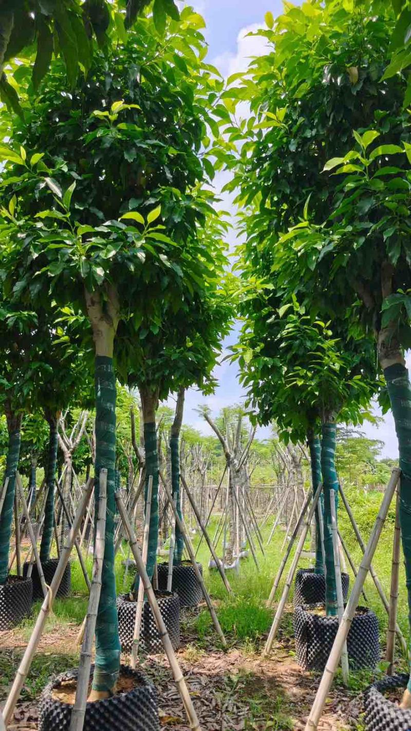 白玉兰骨架8-15分，基地直销，一手货源，大量低价出售