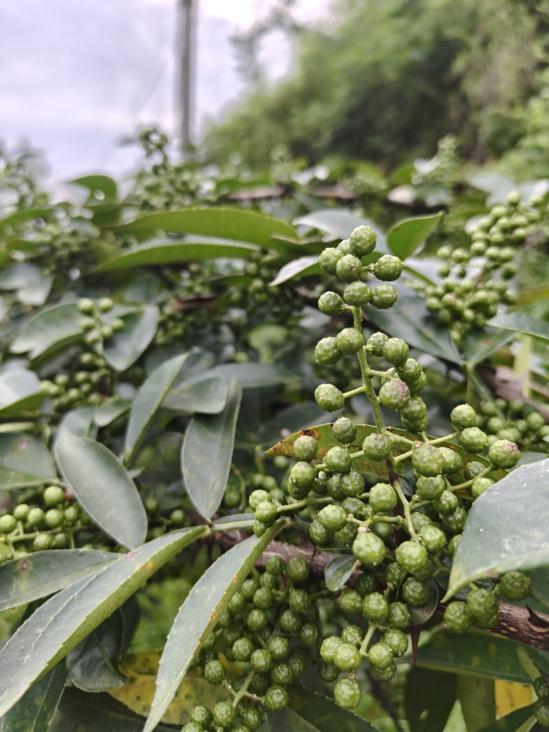 鲜青花椒现场采摘一经出售不属于产品质量问题不售后