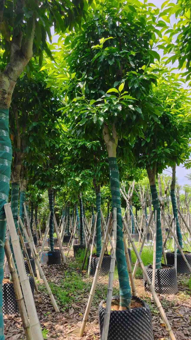 白玉兰骨架8-25分，基地直销，一手货源，大量低价出售