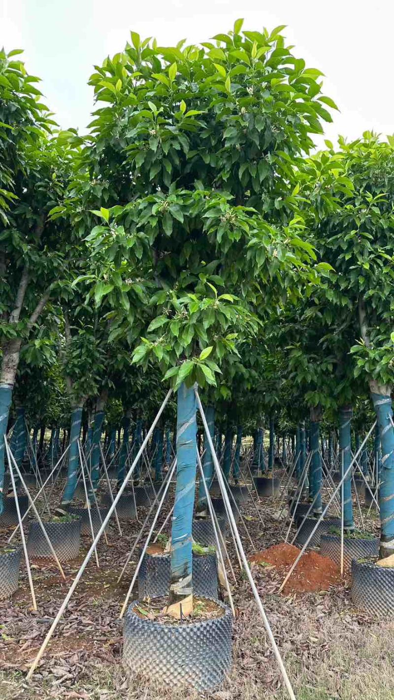 白玉兰骨架8-25分，基地直销，一手货源，大量低价出售