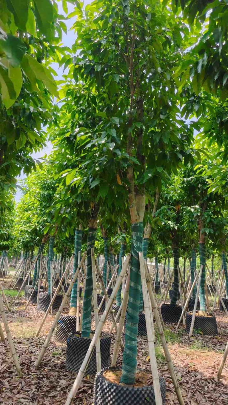 白玉兰骨架8-25分，基地直销，一手货源，大量低价出售