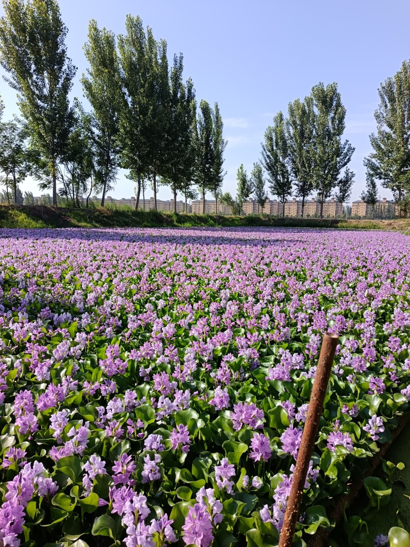 水仙花，水芙蓉