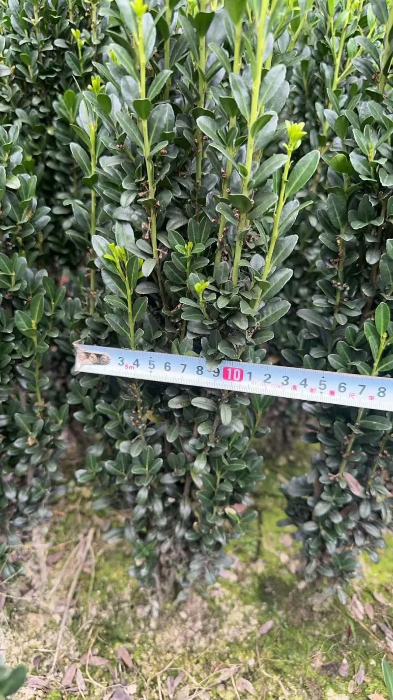 精品直立冬青小规格，可按需求报价