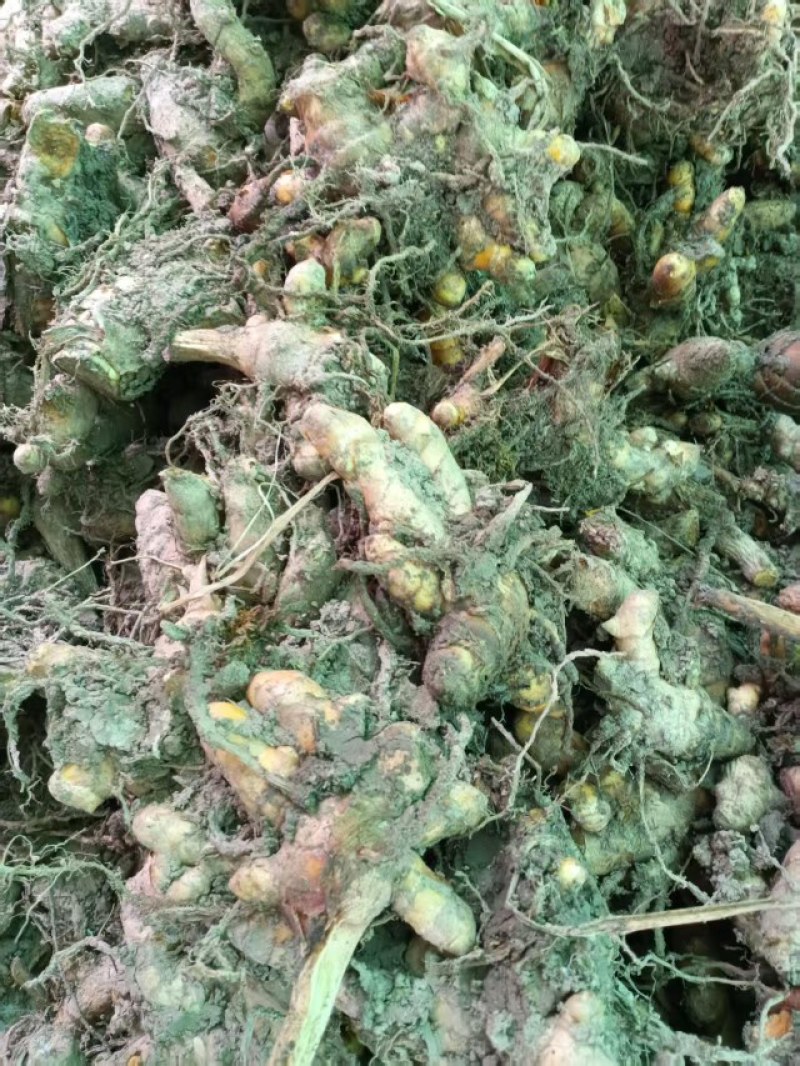 黄精5年新鲜通货6.5/斤