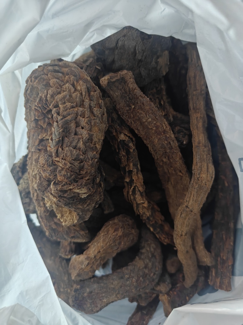 肉苁蓉