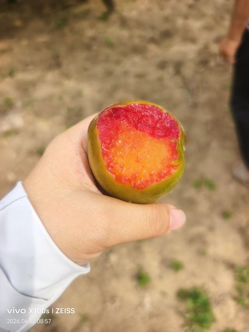 九甜一酸可以看园子