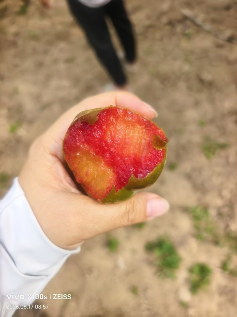 九甜一酸可以看园子