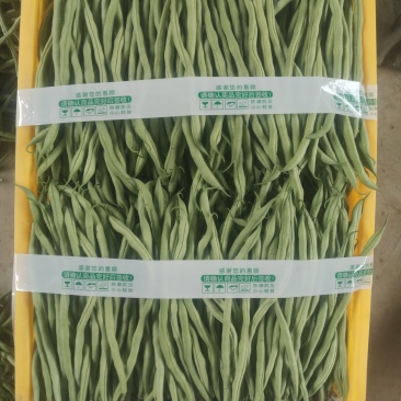 精品豆王，架豆王，无茎豆