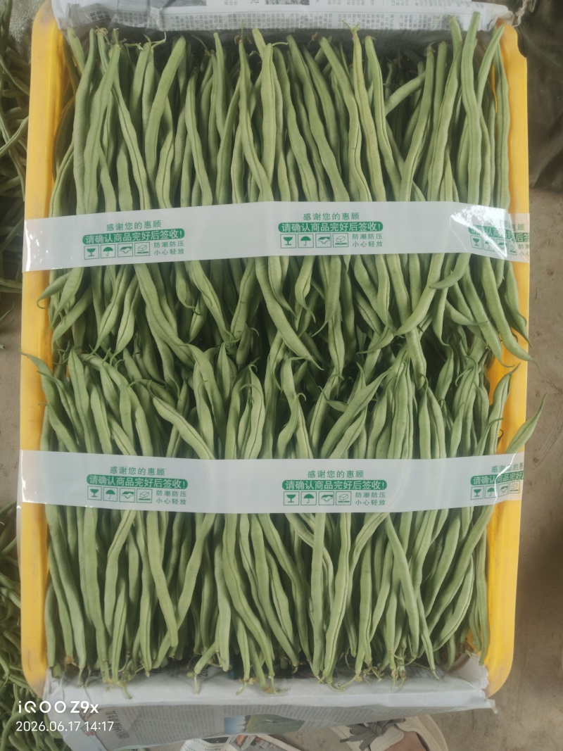 精品豆王，架豆王，无茎豆