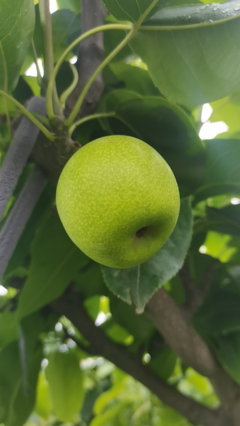 德阳罗江翠冠梨