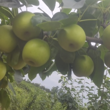德阳罗江翠冠梨