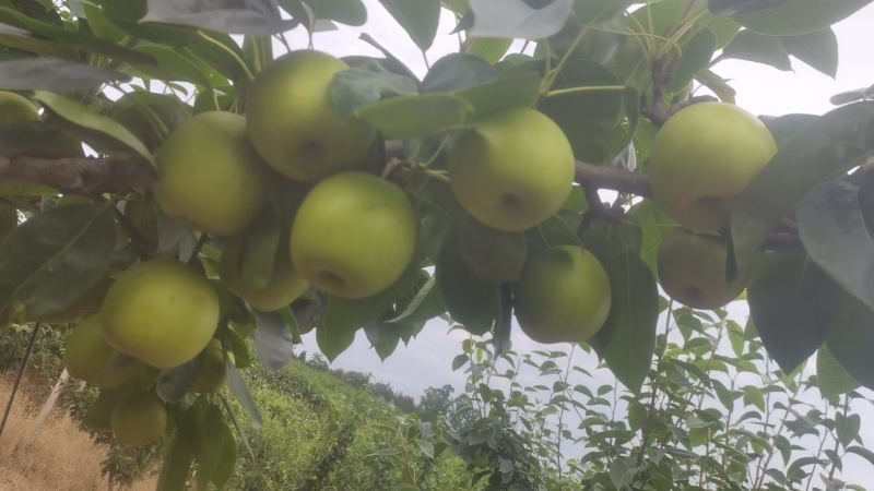 德阳罗江翠冠梨