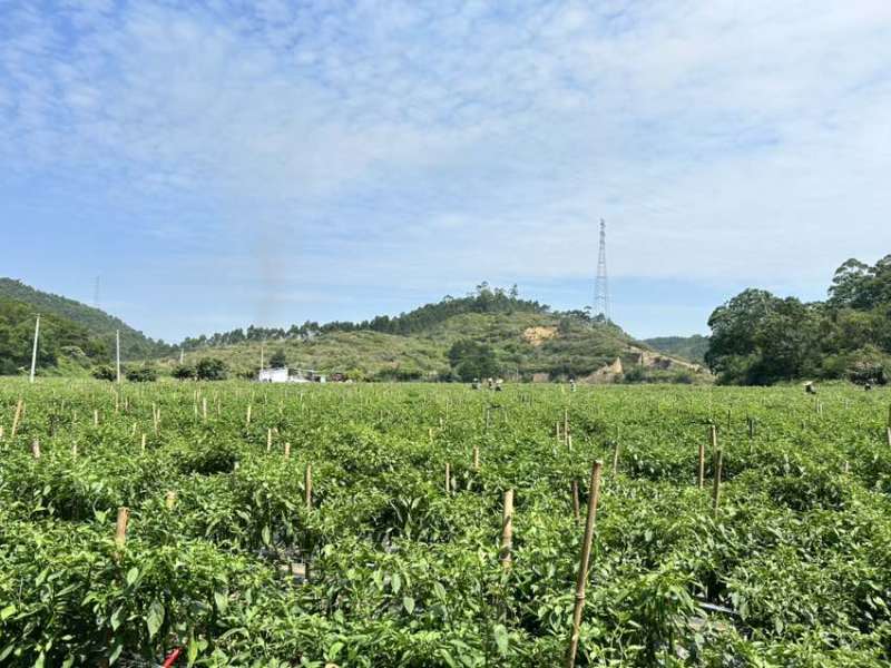 自家美人椒基地