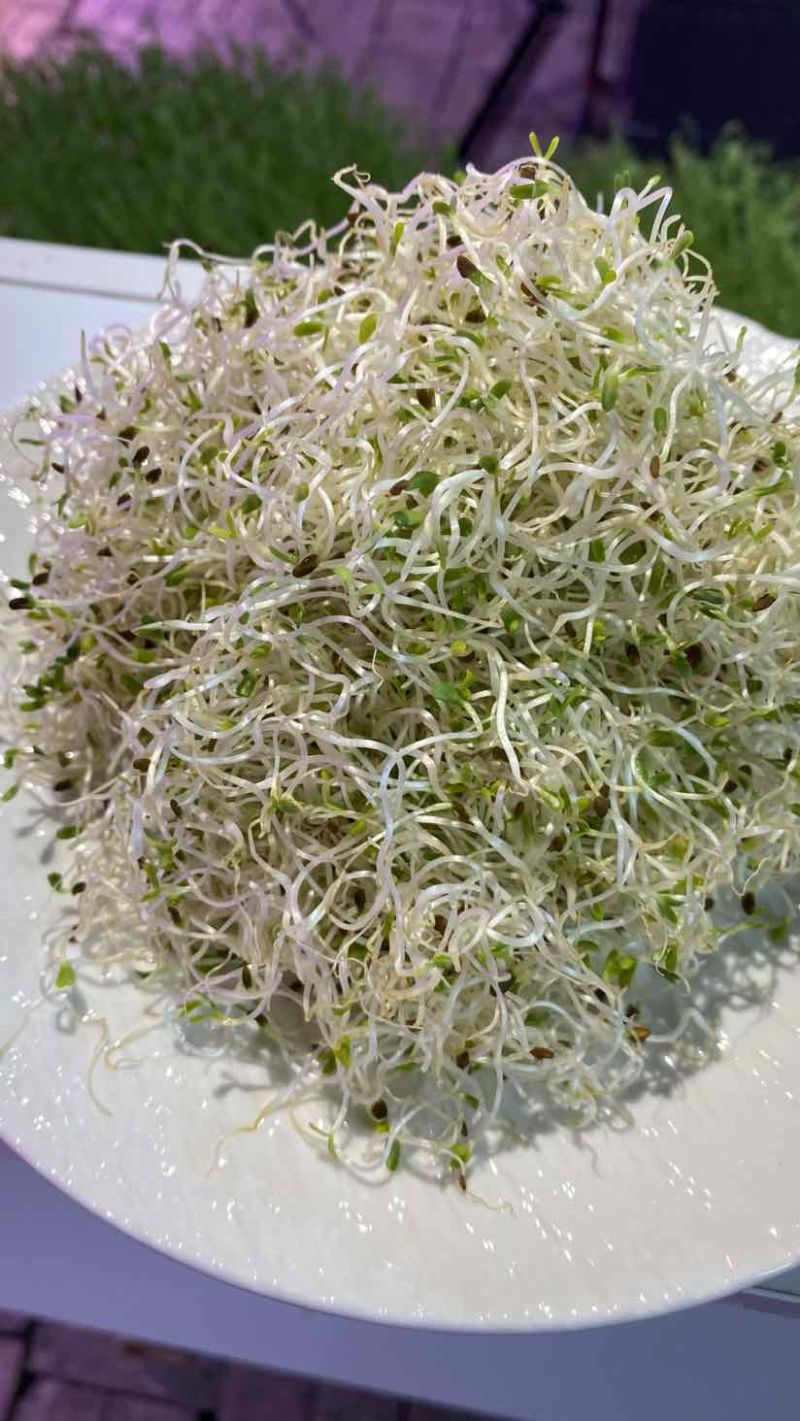 水培苜蓿芽苗