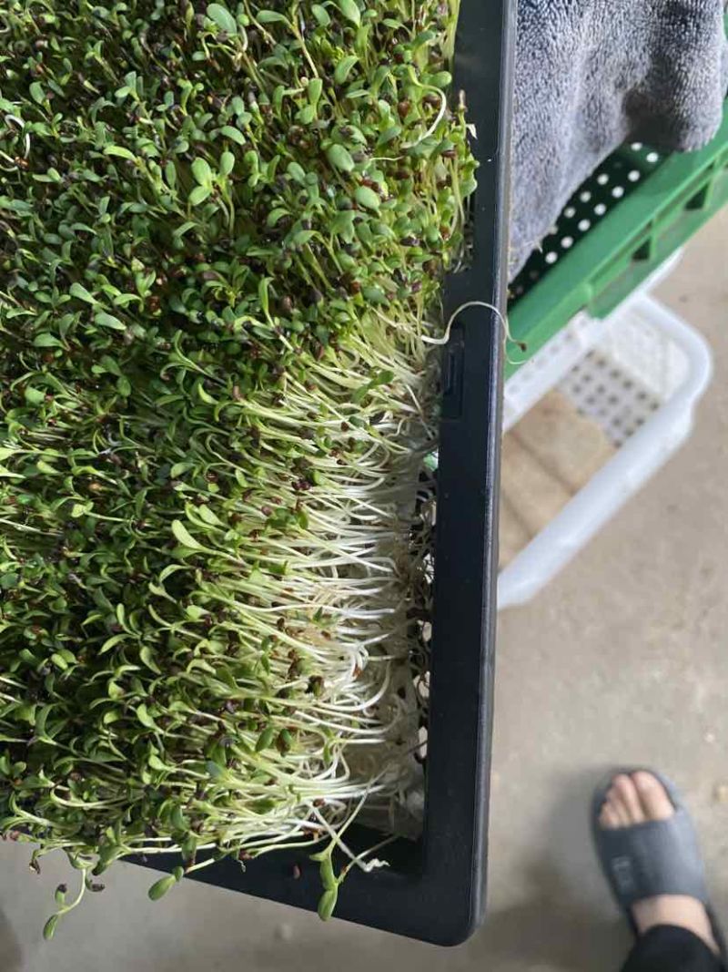 水培苜蓿芽苗