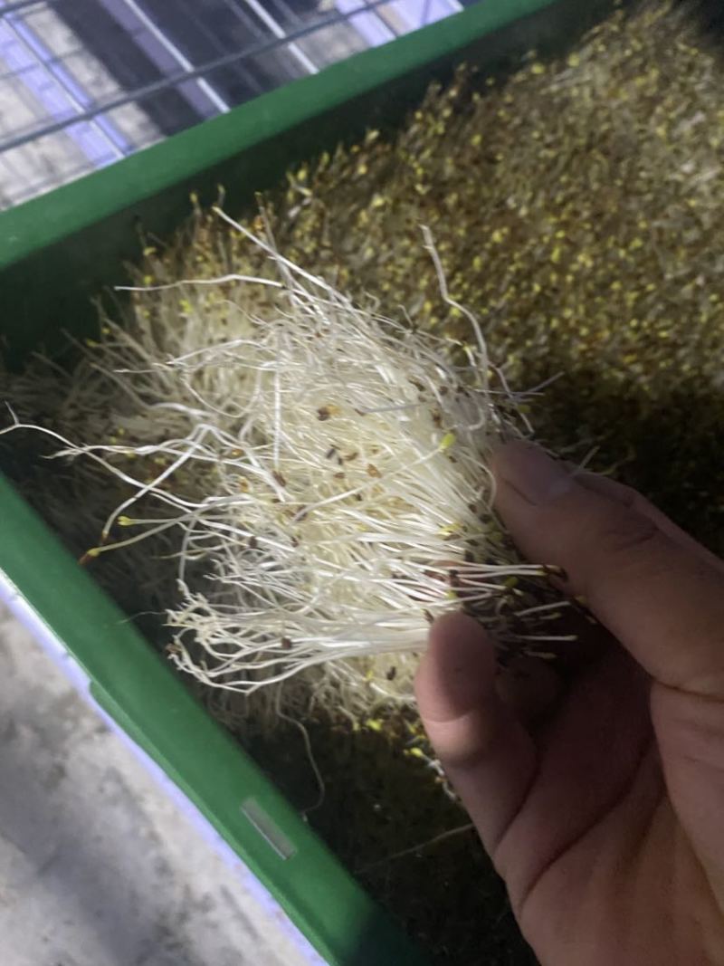 水培苜蓿芽苗