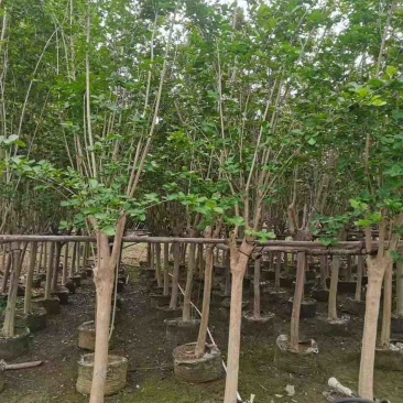 紫玉兰3-15分，基地直销，一手货源，大量低价出售