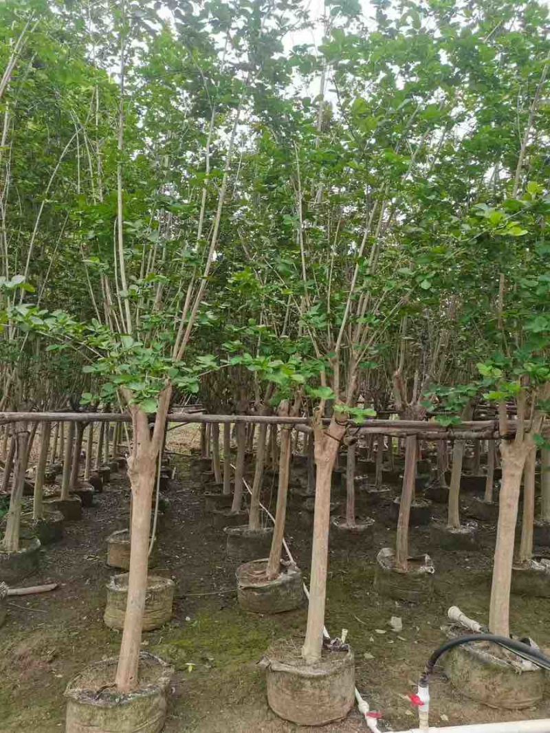 紫玉兰3-15分，基地直销，一手货源，大量低价出售