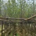 紫玉兰3-15分，基地直销，一手货源，大量低价出售