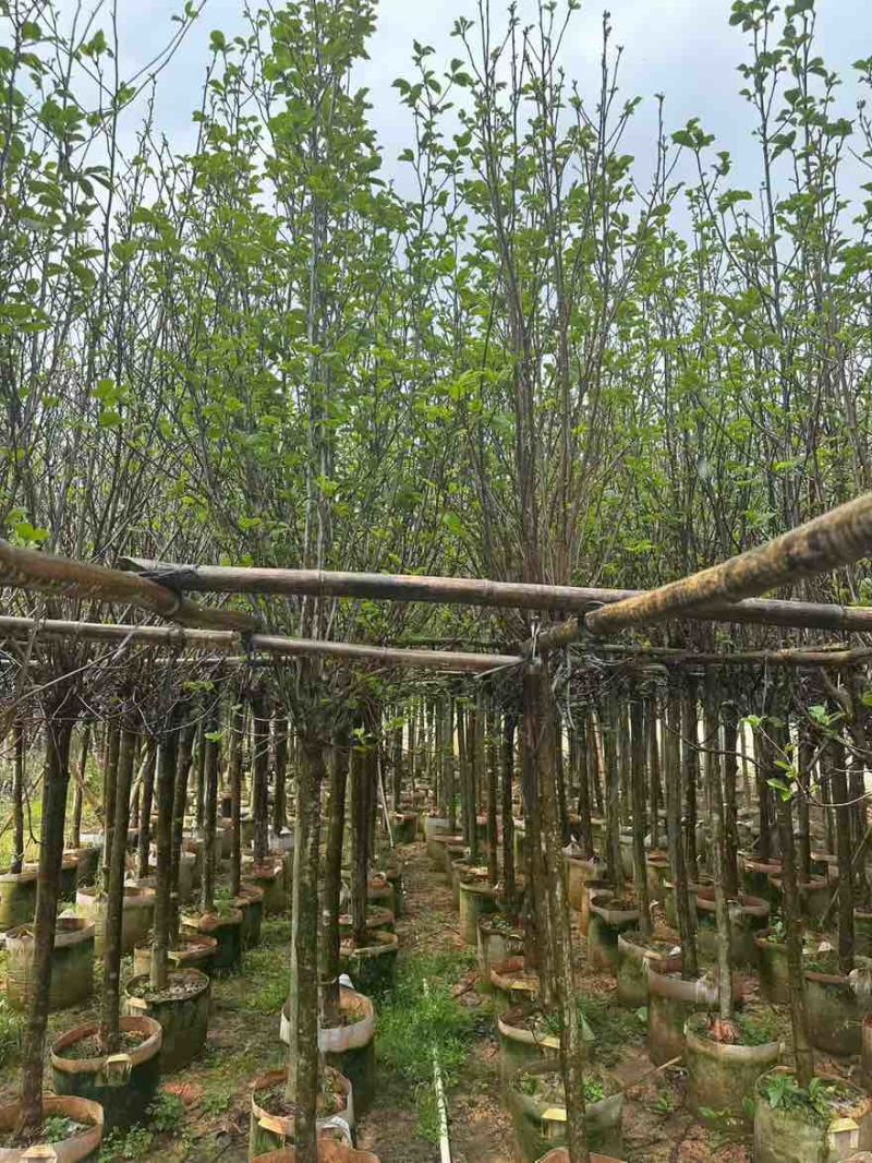 紫玉兰3-15分，基地直销，一手货源，大量低价出售