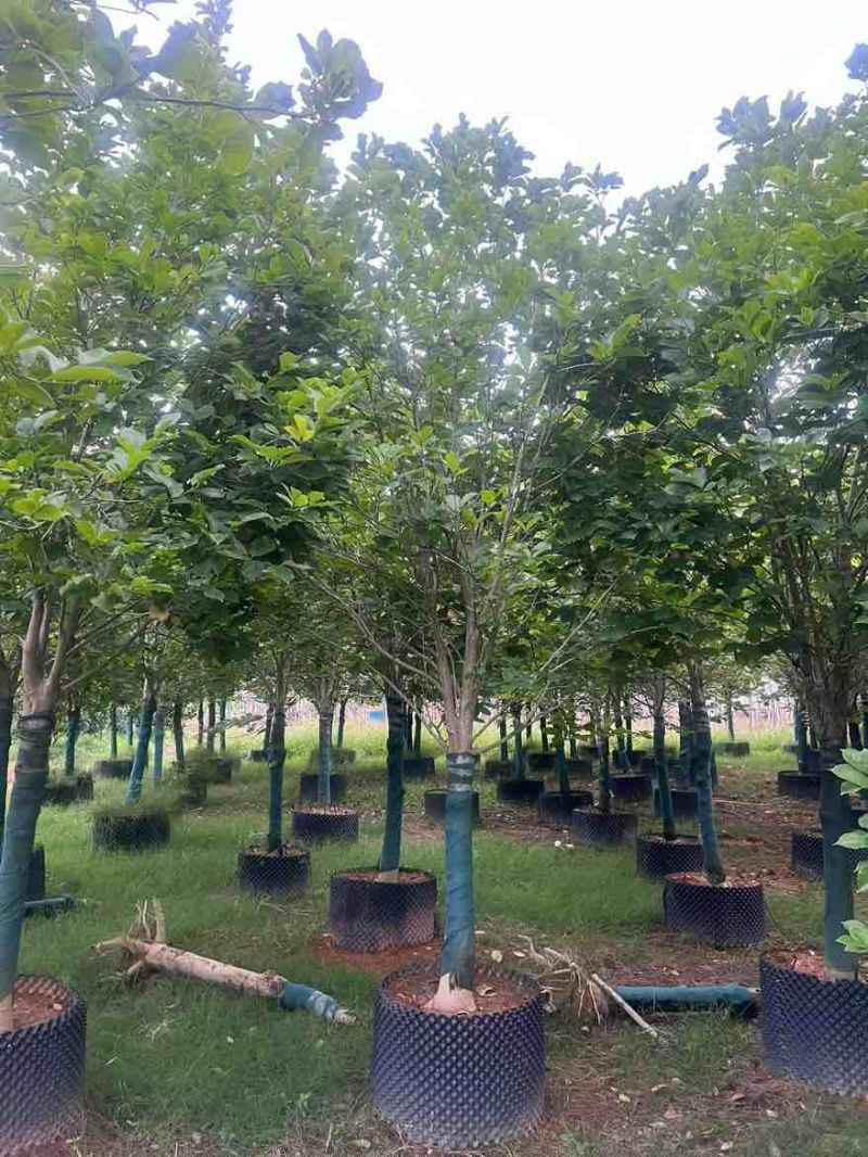 紫玉兰3-15分，基地直销，一手货源，大量低价出售
