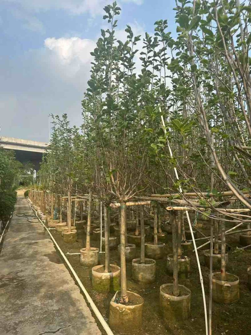 紫玉兰3-15分，一手货源，基地直销，无中间商差价，大量出售
