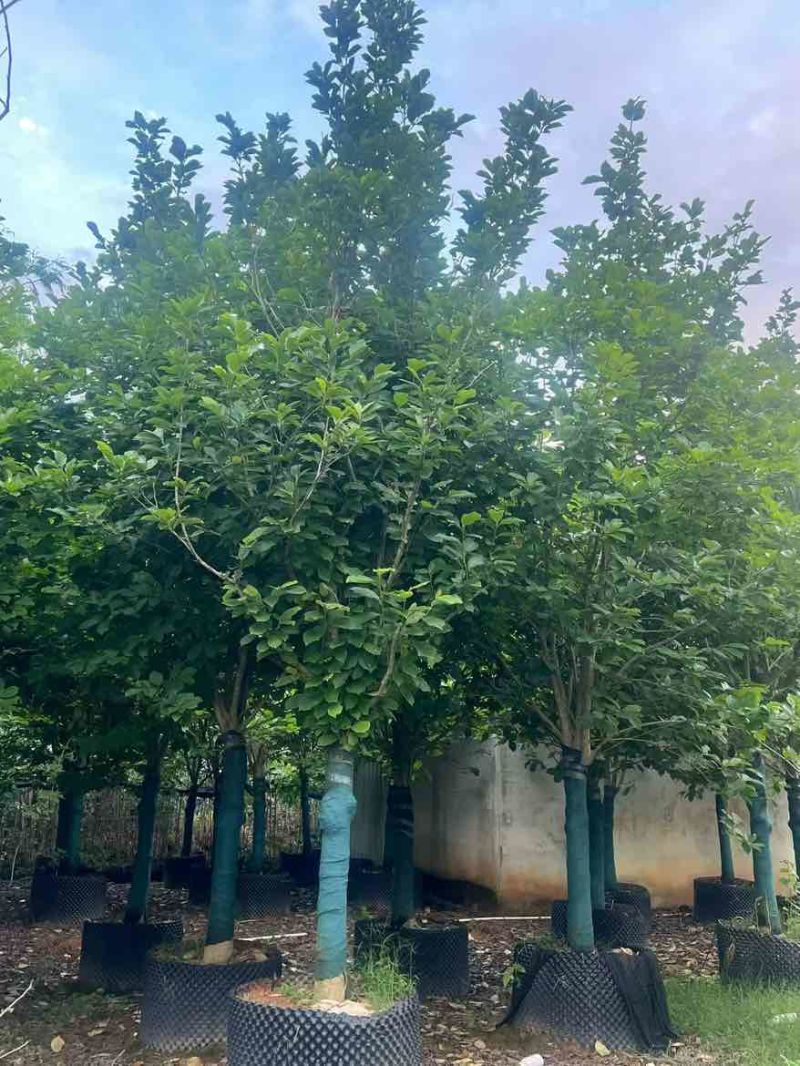 紫玉兰3-15分，一手货源，基地直销，无中间商差价，大量出售