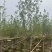 紫玉兰3-15分，一手货源，基地直销，无中间商差价，大量出售