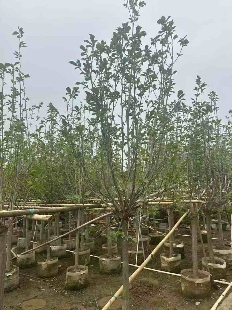 紫玉兰3-15分，一手货源，基地直销，无中间商差价，大量出售