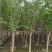 紫玉兰3-15分，一手货源，基地直销，无中间商差价，大量出售