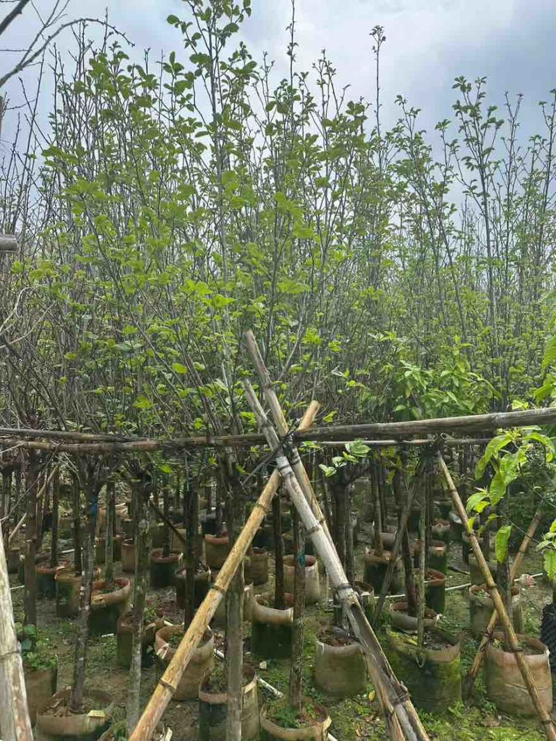 紫玉兰(玉堂春)3-15分，基地直销，一手货源，大量低价出售