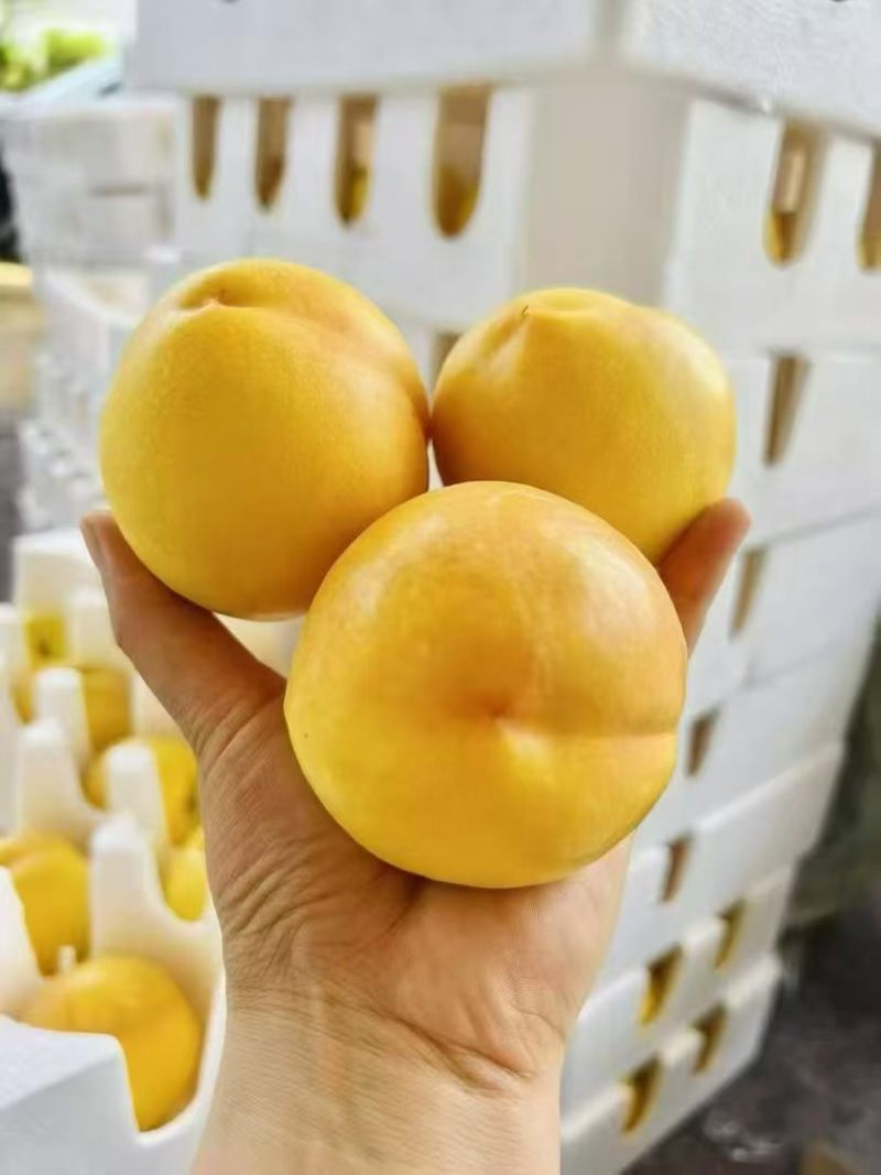 可看园，糖度14+