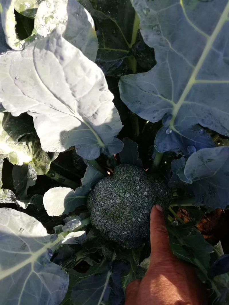 西兰花大量有货毛毛钱需要的老板联系了