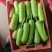 自产自销精品瓠瓜