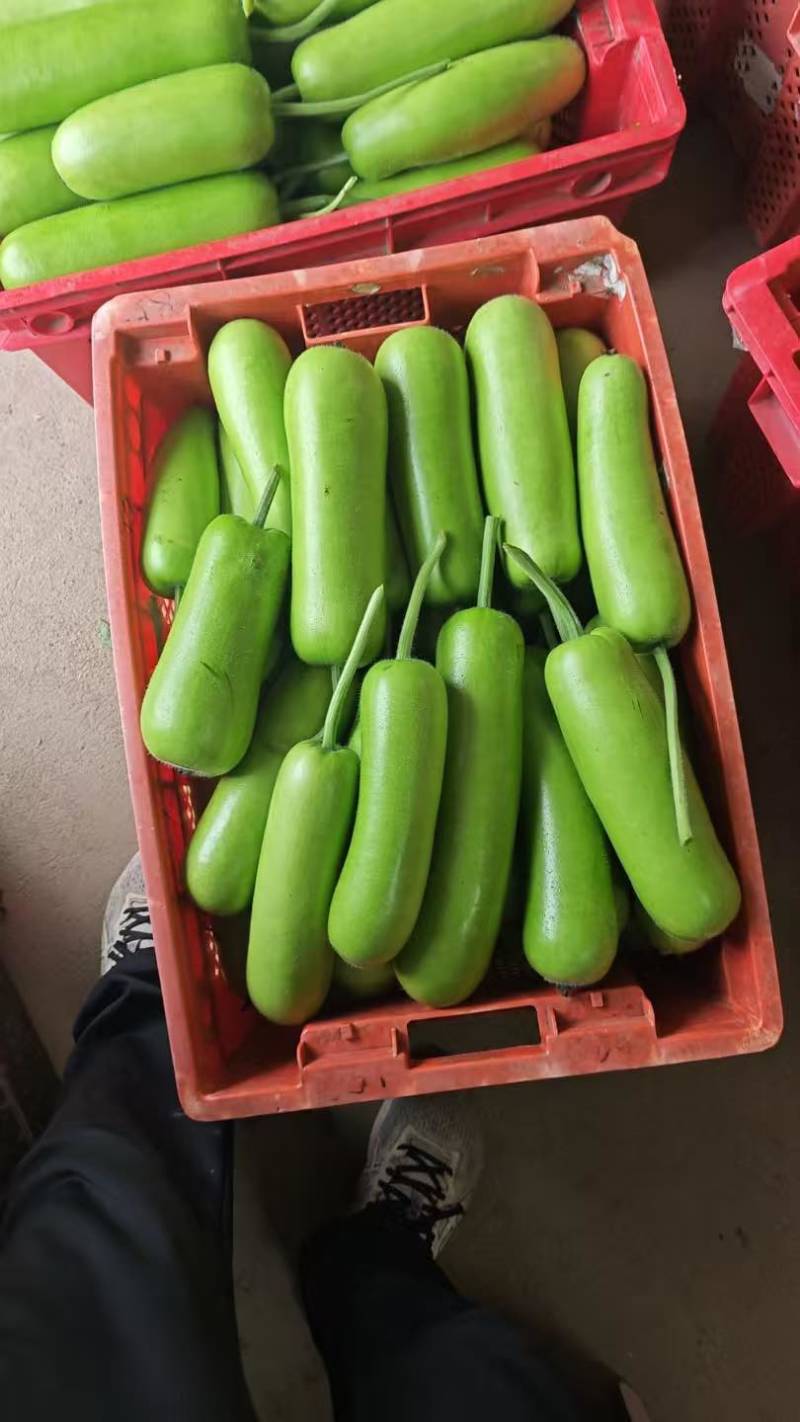自产自销精品瓠瓜